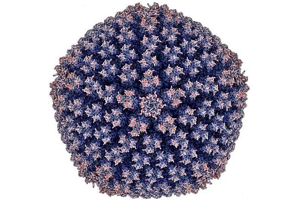 Hình ảnh minh họa từ kính hiển vi điện tử về virus adenovirus đường ruột HAdV-F41