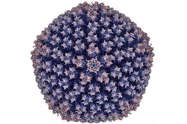 Hình ảnh minh họa từ kính hiển vi điện tử về virus adenovirus đường ruột HAdV-F41
