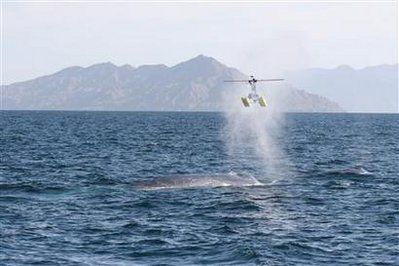 Một chiếc máy bay trực thăng điều khiển từ xa lấy nước dãi của cá voi - công trình đoạt giải Ig Nobel Cơ khí 2010 - Ảnh: Reuters