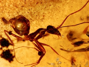 Một mẫu phẩm côn trùng trên tấm hổ phách mới được phát hiện. (Nguồn: sciencenews.org)