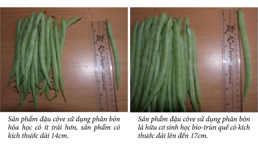 so sánh trước và sau sử dụng chế phẩm sinh học